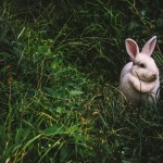 Páscoa: 5 dicas para poupar